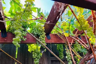 1059 Harvest Mill Dr, Manteca, CA 95336 - Photo 31