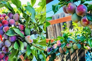 1059 Harvest Mill Dr, Manteca, CA 95336 - Photo 29