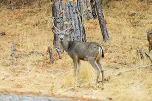 5383 Dream Ranch Cir, Placerville, CA 95667 - Photo 19