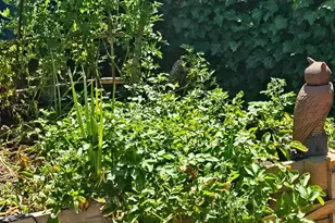 Gladycon Rd, Colfax, CA 95713 - Photo 11