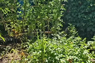 Gladycon Rd, Colfax, CA 95713 - Photo 17