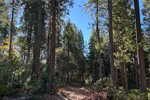 15855 Sunny Dr, Pioneer, CA 95666 - Photo 3