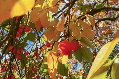 25523 E Groves Road, Farmington, CA 95230 - Photo 63