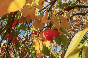 25523 E Groves Rd, Farmington, CA 95230 - Photo 63