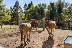 15045 Tyler Rd, Fiddletown, CA 95629 - Photo 75