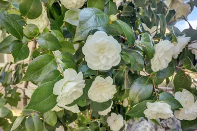 627 Beckman Street, Nevada City, CA 95959 - Photo 39