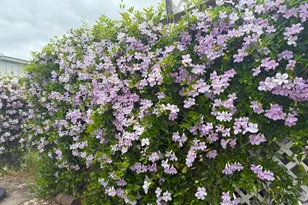 Pina, Sacramento, CA 95828 - Photo 3