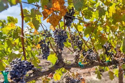 32852 S River Rd, Clarksburg, CA 95612 - Photo 55