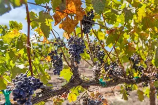 32852 S River Rd, Clarksburg, CA 95612 - Photo 55