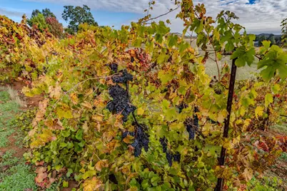 10786 Shenandoah Road, Plymouth, CA 95669 - Photo 63