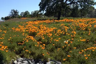 50 Knolls Ct, Copperopolis, CA 95228 - Photo 35