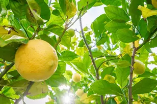 6851 Aleta Way, Sacramento, CA 95842 - Photo 45