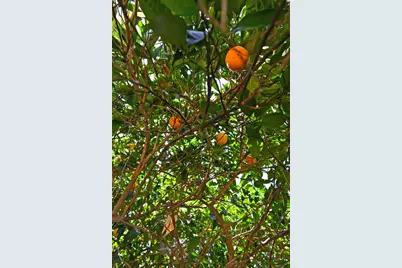 100 Hinkle Court, Folsom, CA 95630 - Photo 45