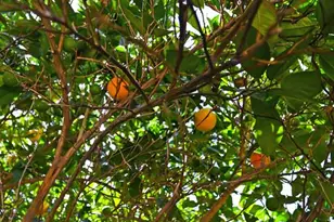 100 Hinkle Ct, Folsom, CA 95630 - Photo 45