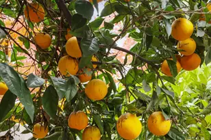 1021 S Mills Ave, Lodi, CA 95242 - Photo 37