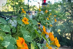 15438 Fay Rd, Grass Valley, CA 95949 - Photo 55