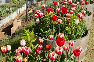 15438 Fay Rd, Grass Valley, CA 95949 - Photo 69