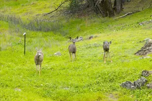 15438 Fay Rd, Grass Valley, CA 95949 - Photo 43