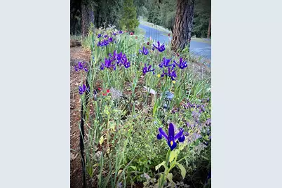 15438 Fay Road, Grass Valley, CA 95949 - Photo 61