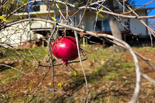 6540 Serendipity Ln, Placerville, CA 95667 - Photo 43