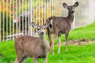 1610 Zapata Dr, El Dorado Hills, CA 95762 - Photo 95