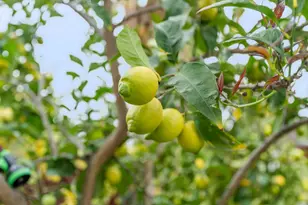 5001 Hari Gopal Way, Sacramento, CA 95823 - Photo 33