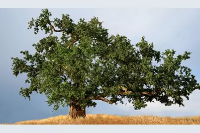 2928 Knightsbridge Lane, Roseville, CA 95747 - Photo 11