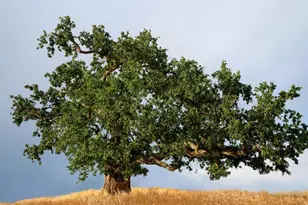 2928 Knightsbridge Ln, Roseville, CA 95747 - Photo 11