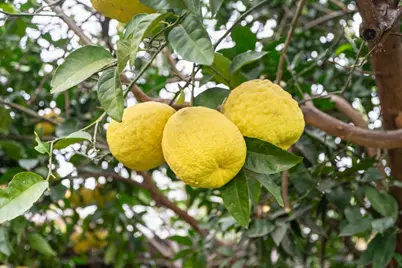 110 Meister Way, Sacramento, CA 95819 - Photo 53