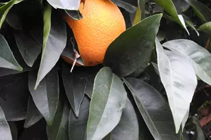 4117 Antioch Way, Stockton, CA 95212 - Photo 31