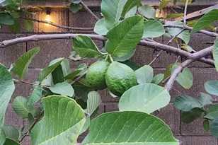 2500 Cottage Pointe Dr, Riverbank, CA 95367 - Photo 37