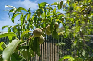 N Hwy 88, Lockeford, CA 95237 - Photo 33