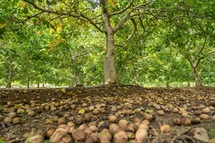 7306 Van Allen Rd, Stockton, CA 95215 - Photo 5