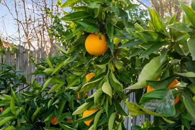 3220 Ben Lomond Drive, Sacramento, CA 95821 - Photo 41