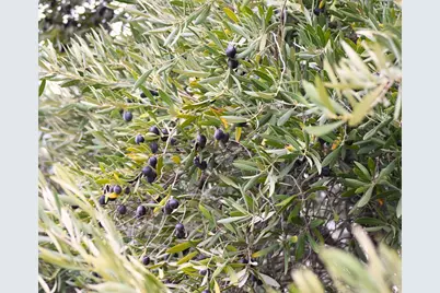 1327 12th Street, Oroville, CA 95965 - Photo 5