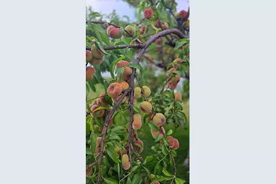 2255 El Manto Drive, Rancho Cordova, CA 95670 - Photo 91