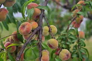 2255 El Manto Dr, Rancho Cordova, CA 95670 - Photo 91