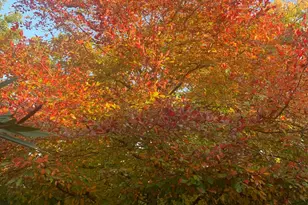 4033 Cayente Way, Sacramento, CA 95864 - Photo 97