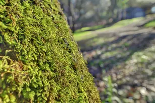 11013 Wolf Dr, Grass Valley, CA 95949 - Photo 91