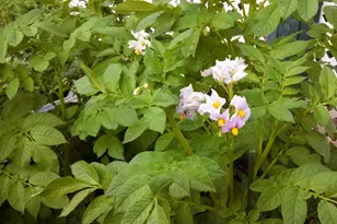 9719 Gary Dr, Browns Valley, CA 95918 - Photo 27