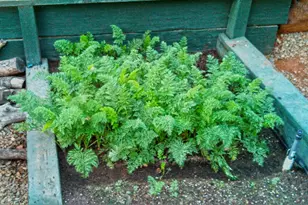 9719 Gary Dr, Browns Valley, CA 95918 - Photo 35