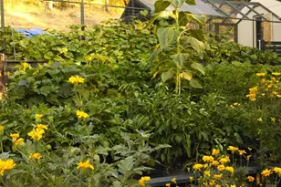 9719 Gary Dr, Browns Valley, CA 95918 - Photo 33