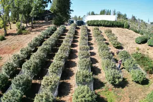 6640 Railroad Flat Rd, Mountain Ranch, CA 95246 - Photo 59