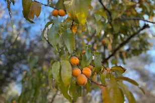 3423 Vallecito Bypass Rd, Vallecito, CA 95251 - Photo 37