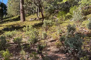 1984 Pine Cone Dr, Arnold, CA 95223 - Photo 1