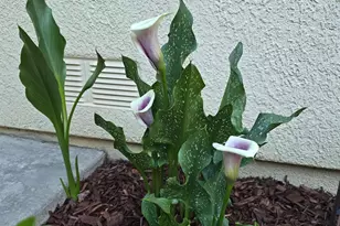 3388 Sudbury Rd, Cameron Park, CA 95682 - Photo 33