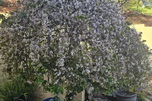 3388 Sudbury Rd, Cameron Park, CA 95682 - Photo 45