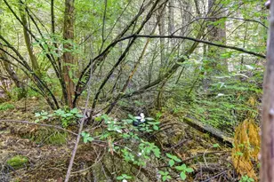 6960 Blackhawk Ln, Foresthill, CA 95631 - Photo 79