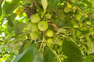 2640 Sky Ranch Ln, Camino, CA 95709 - Photo 15