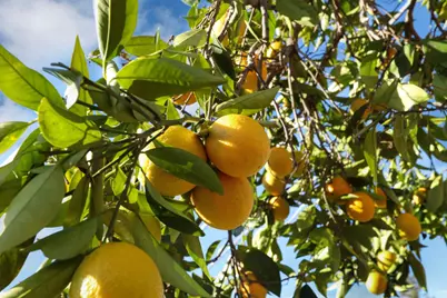 2240 Zinfandel Drive, Rancho Cordova, CA 95670 - Photo 35